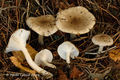 Hygrophorus agathosmus